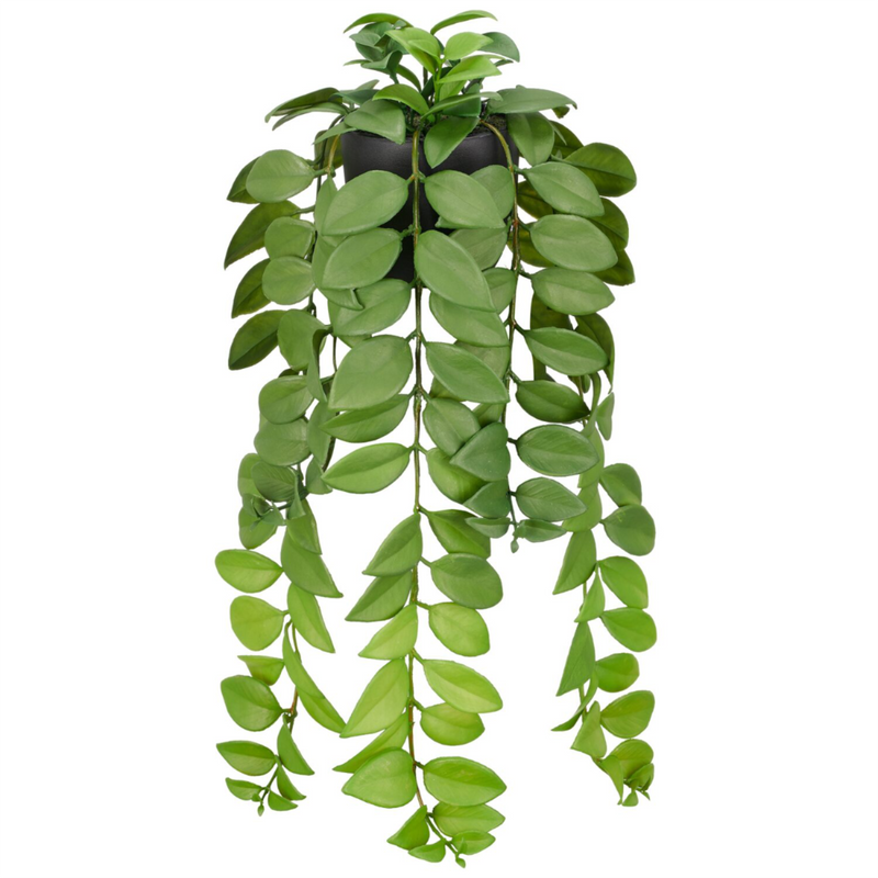 Gerviplanta hangandi Hoya