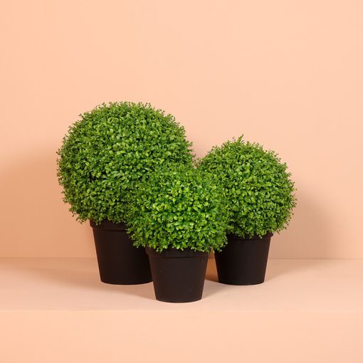 Gerviblóm Buxus