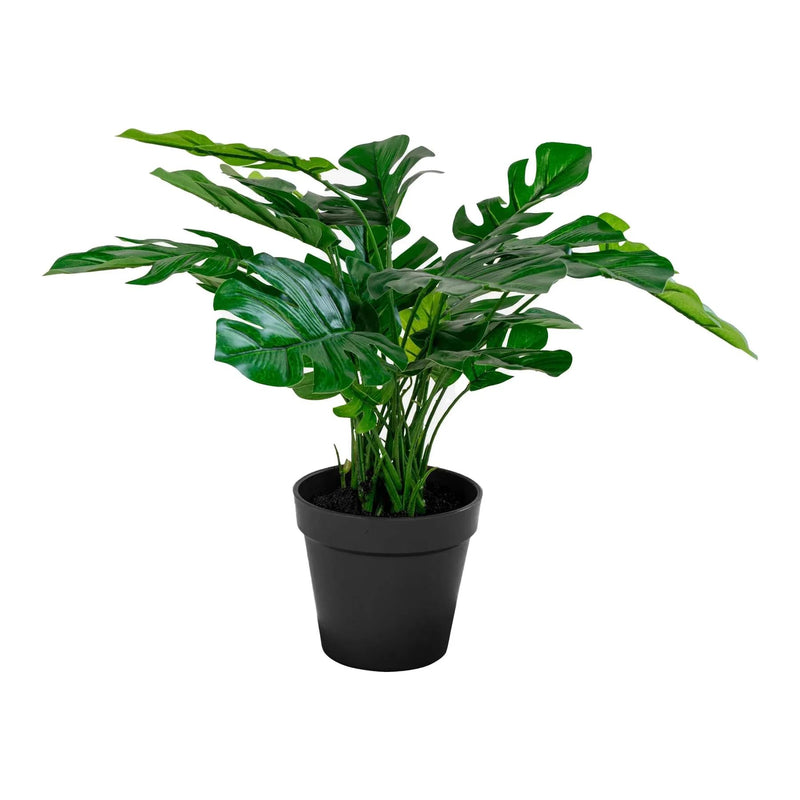 Gerviblóm monstera