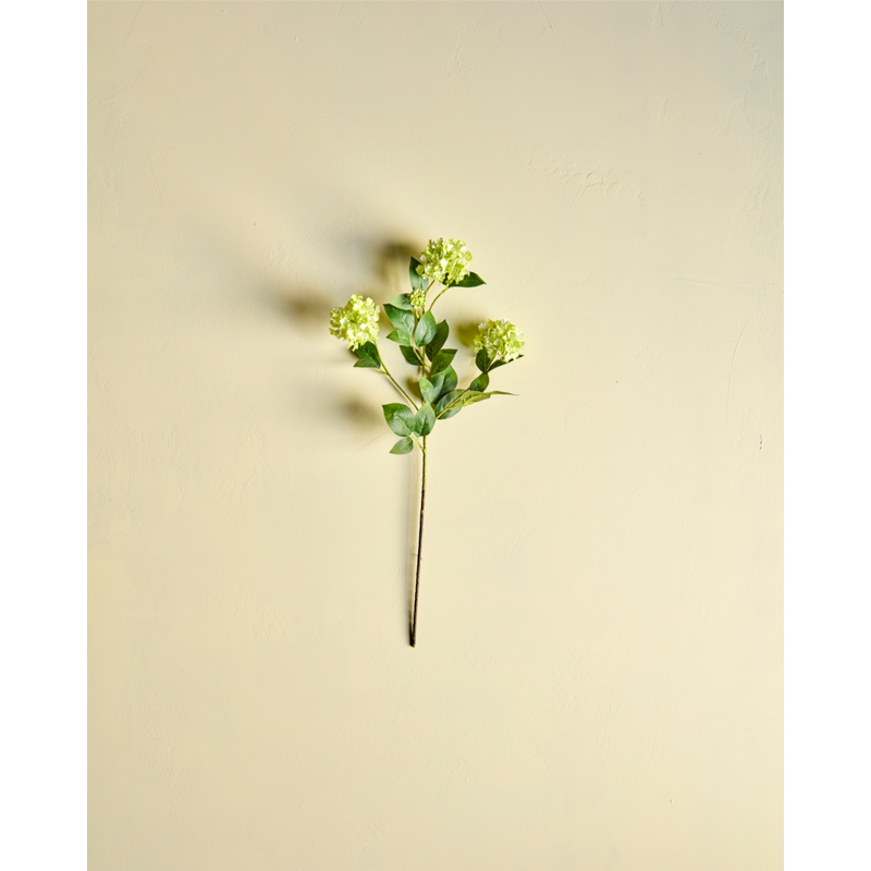 Gerviblóm Viburnum