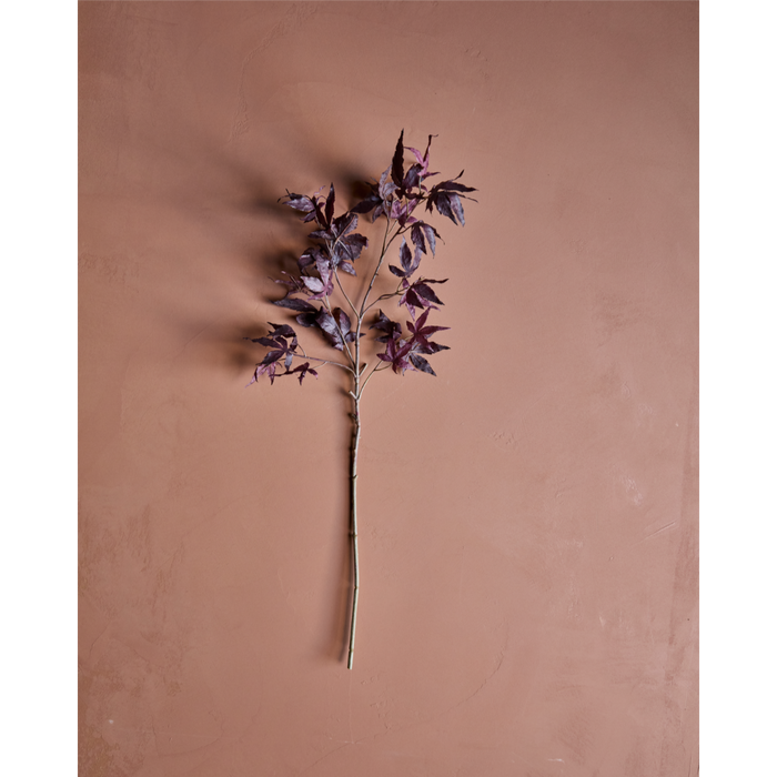 Gerviblóm Maple burgundy