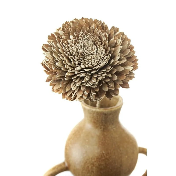 Gerviblóm Flore Zinnia