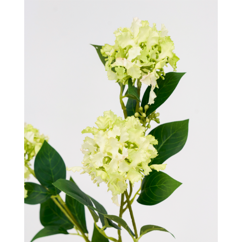 Gerviblóm Viburnum