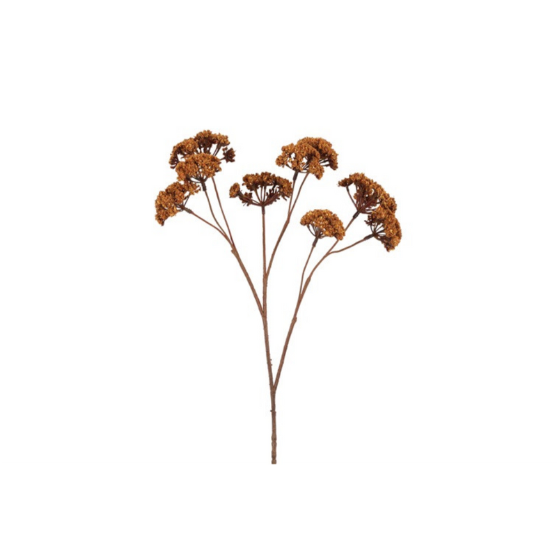 Gerviblóm Eupatorium 57cm