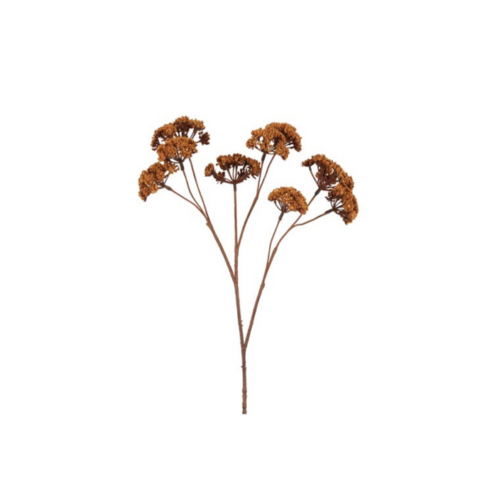 Gerviblóm Eupatorium 57cm