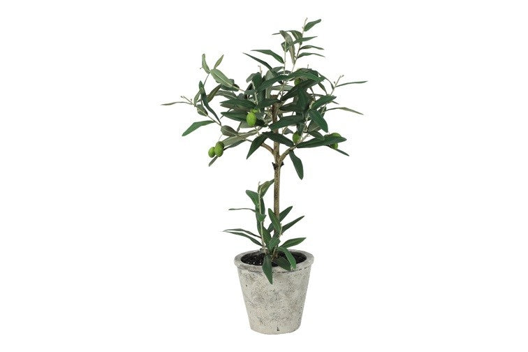 Gerviblóm ólífutré 64cm