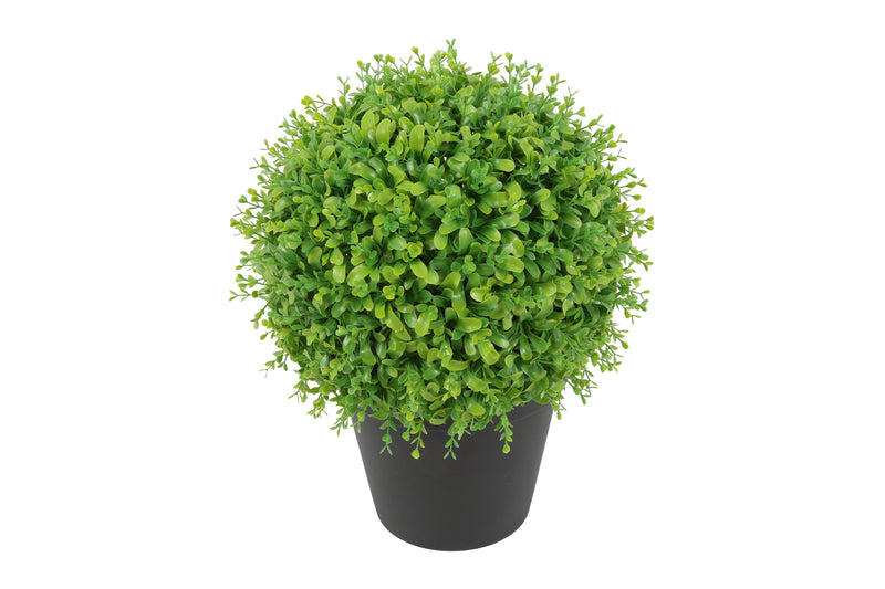 Gerviblóm Buxus