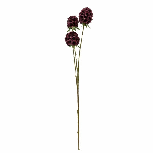 Gerviblóm scabiosa stellata 2 litir