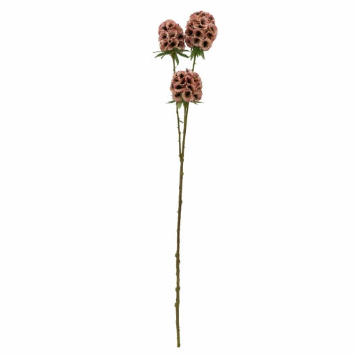 Gerviblóm scabiosa stellata 2 litir