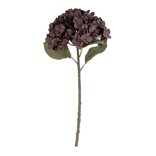 Gerviblóm Hortensía dusky