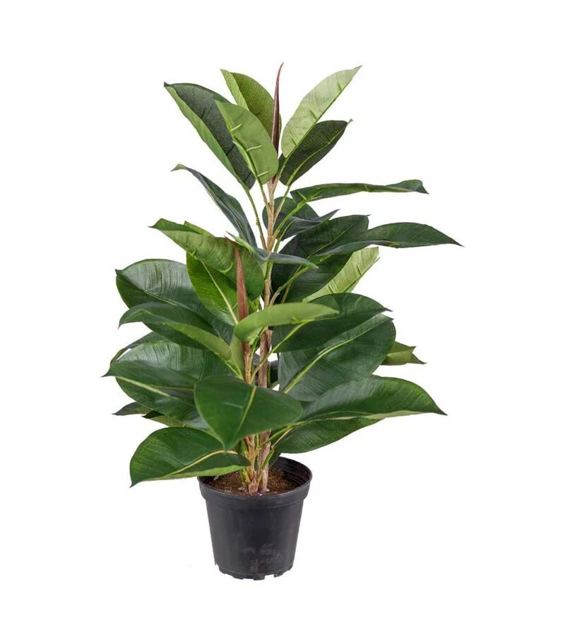Gerviblóm Fikus 50cm