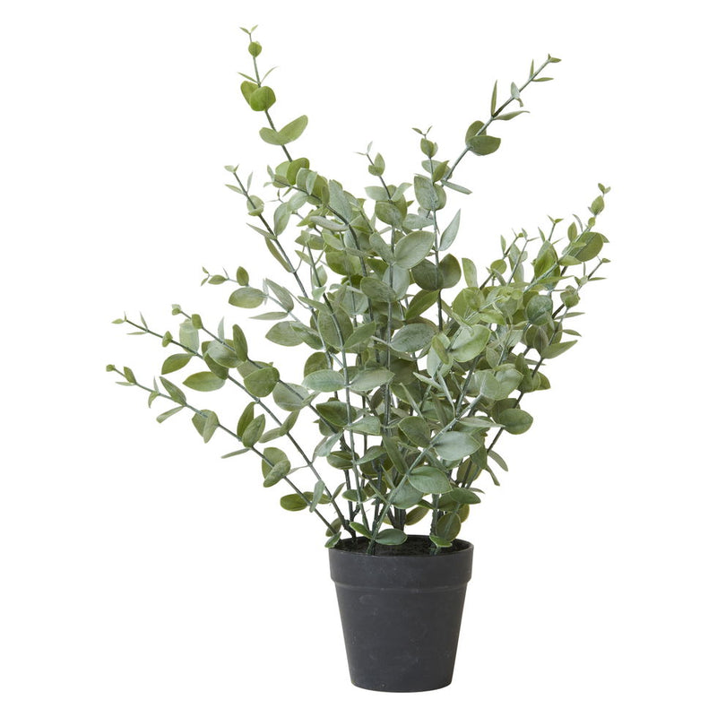 Eucalyptus í potti 40cm