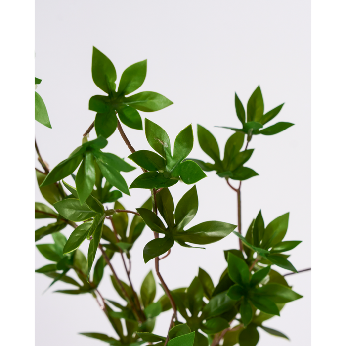 Gervigrein Japonica
