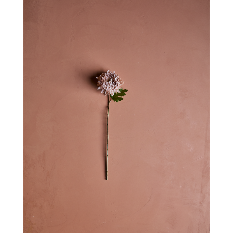 Gerviblóm Dusty rose