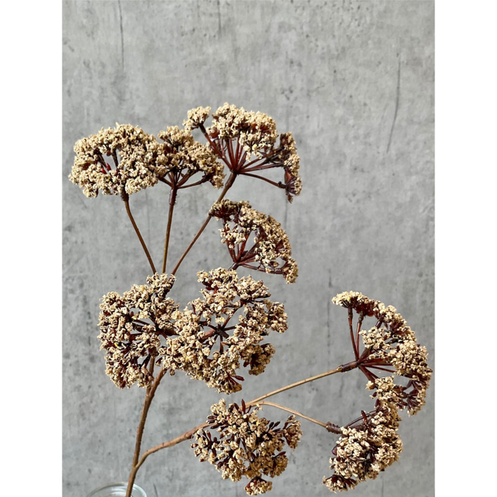 Gerviblóm Eupatorium 57cm
