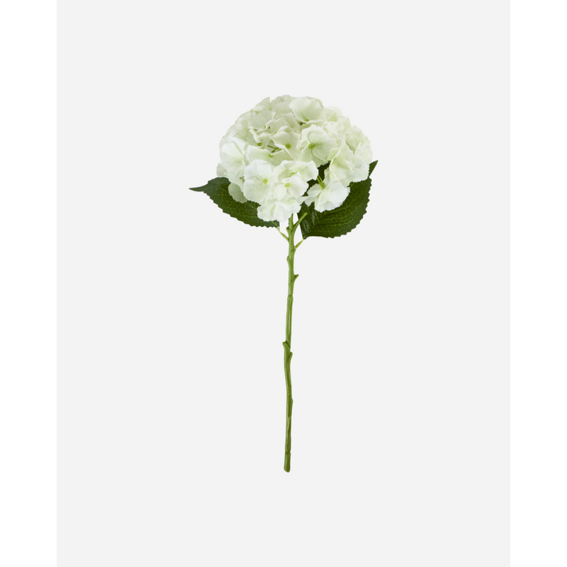 Gerviblóm Hydrangea