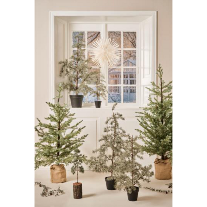 Sedrustré í potti 60cm