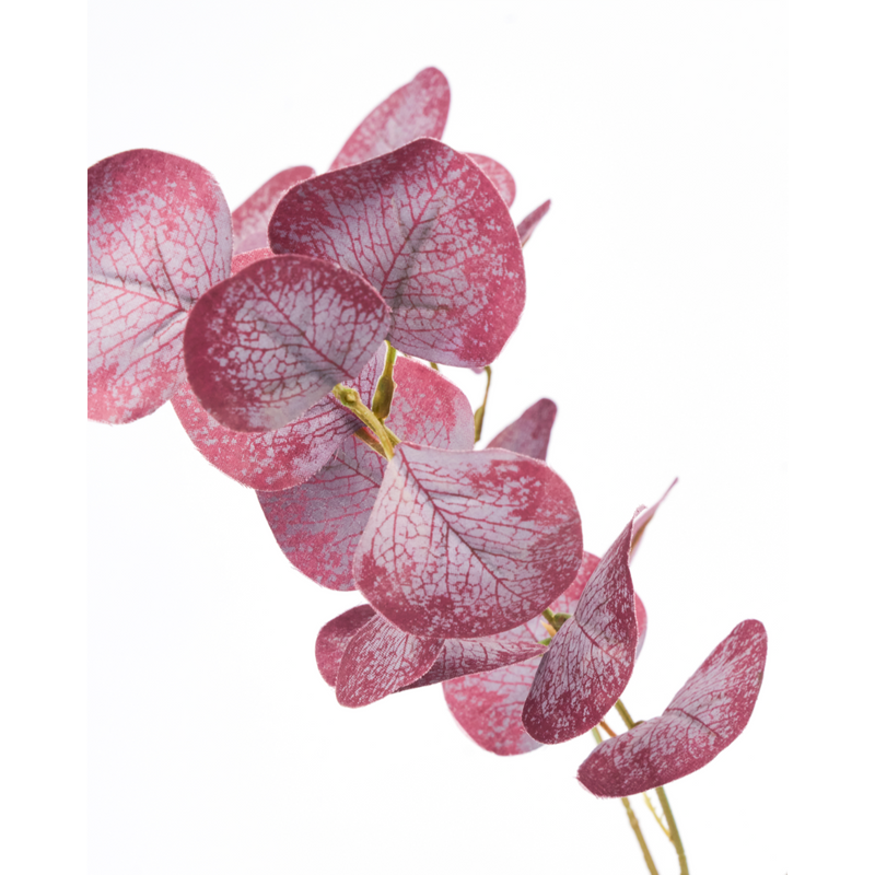 Gerviblóm Eucalyptus burgundy