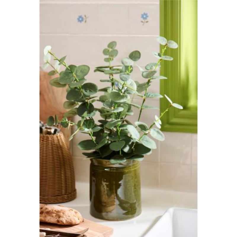 Pottablóm Eukalyptus
