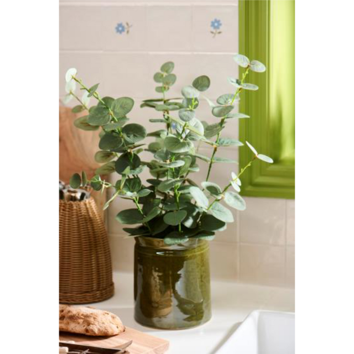 Pottablóm Eukalyptus