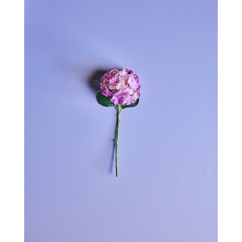 Gerviblóm Hydrangea bleikt