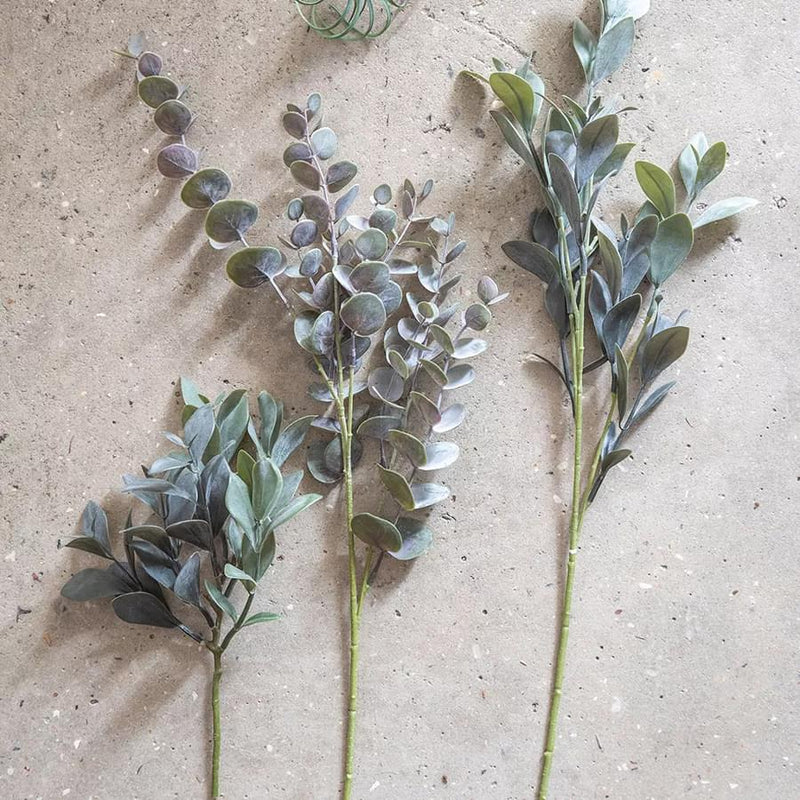 Eucalyptus grein