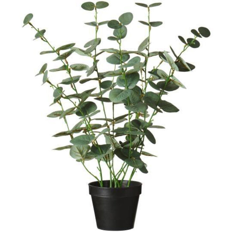Pottablóm Eukalyptus