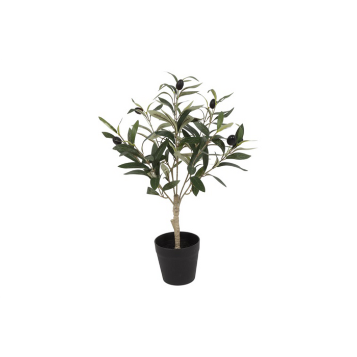 Ólífutré í potti 50cm