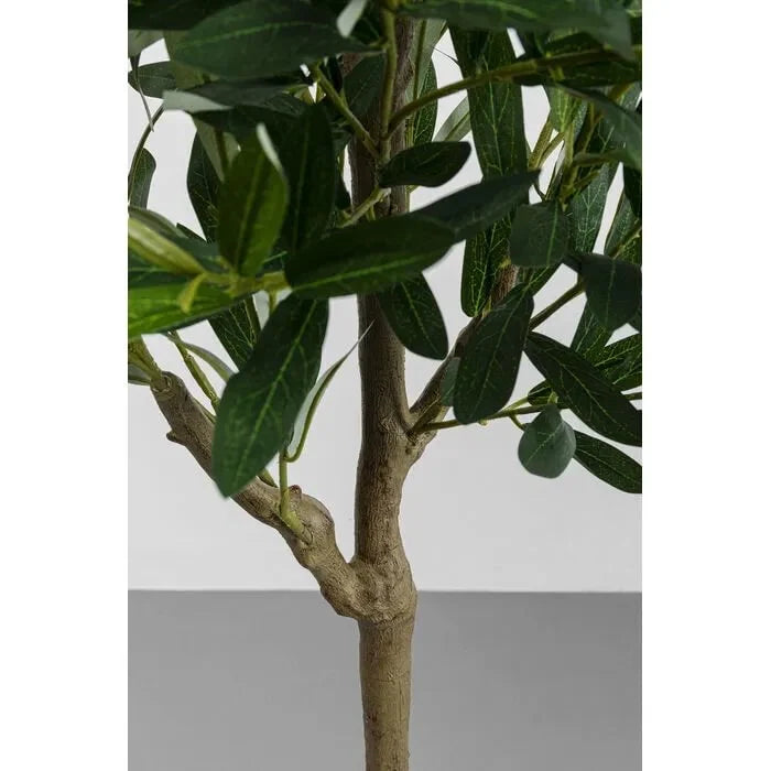 Ólífutré Olive 150cm